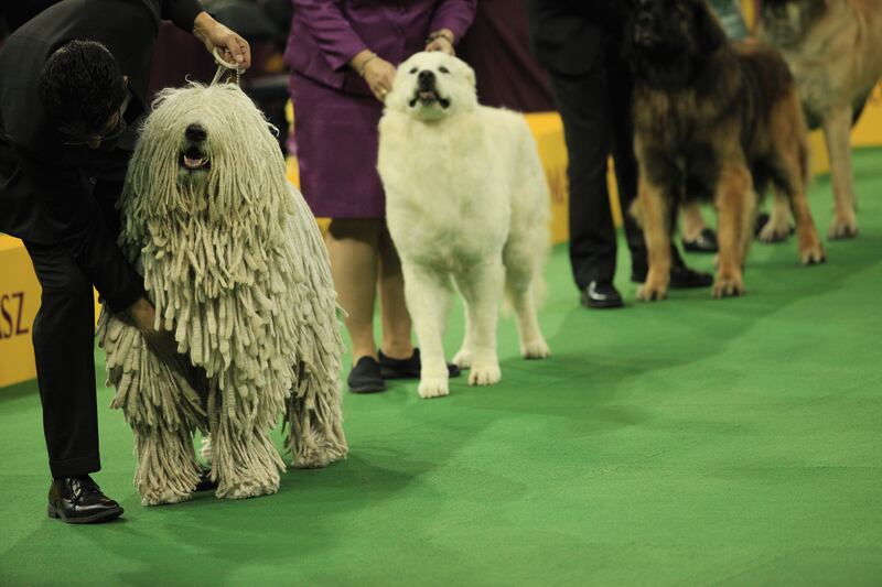 galleries/2014/02/12/westminster-parade-of-purebreds-photos/westminster-gal-22_lwaz02