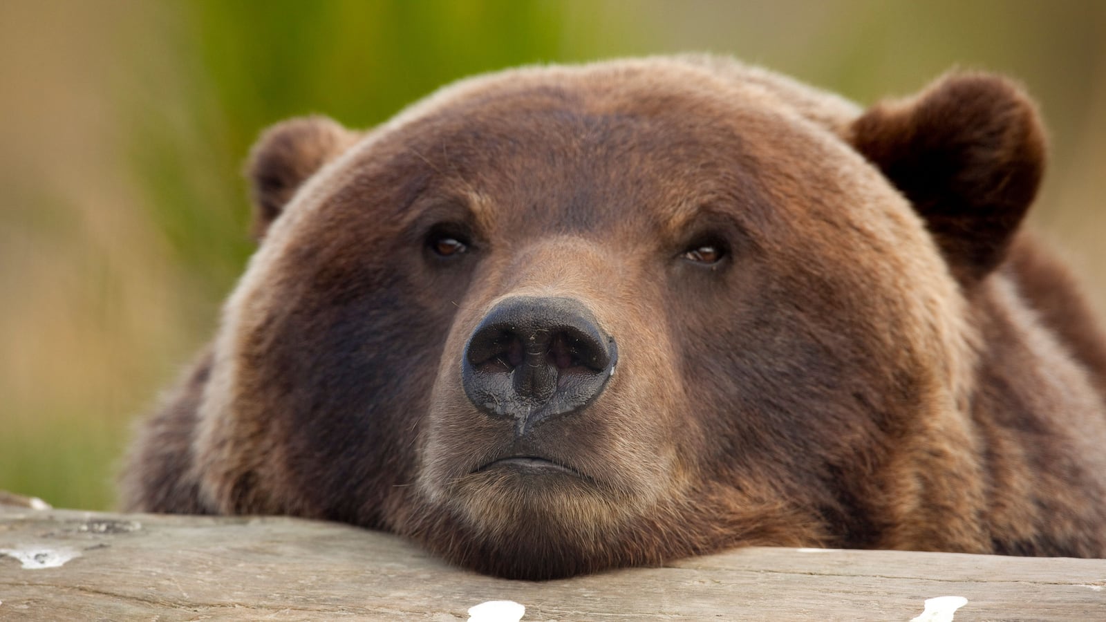 articles/2016/03/19/we-re-putting-grizzlies-in-the-crosshairs/150821-peacock-grizzlies-tease_omrbjn