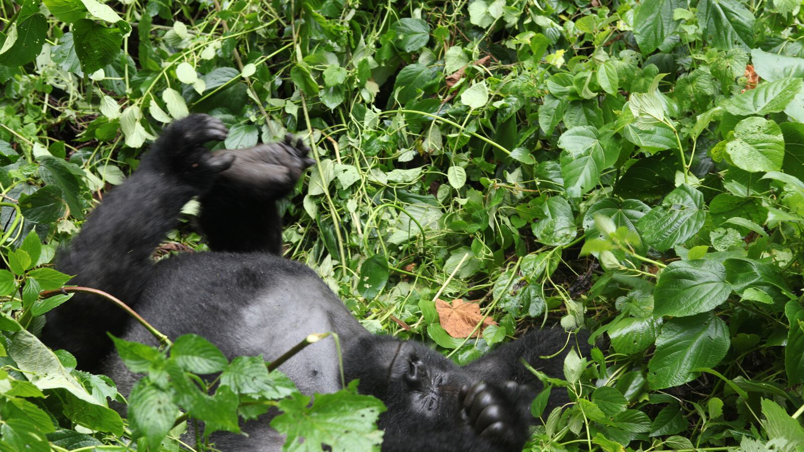 articles/2014/04/28/can-gorillas-save-the-democratic-republic-of-the-congo/140425-strochlic-virunga-tease_zgra4z