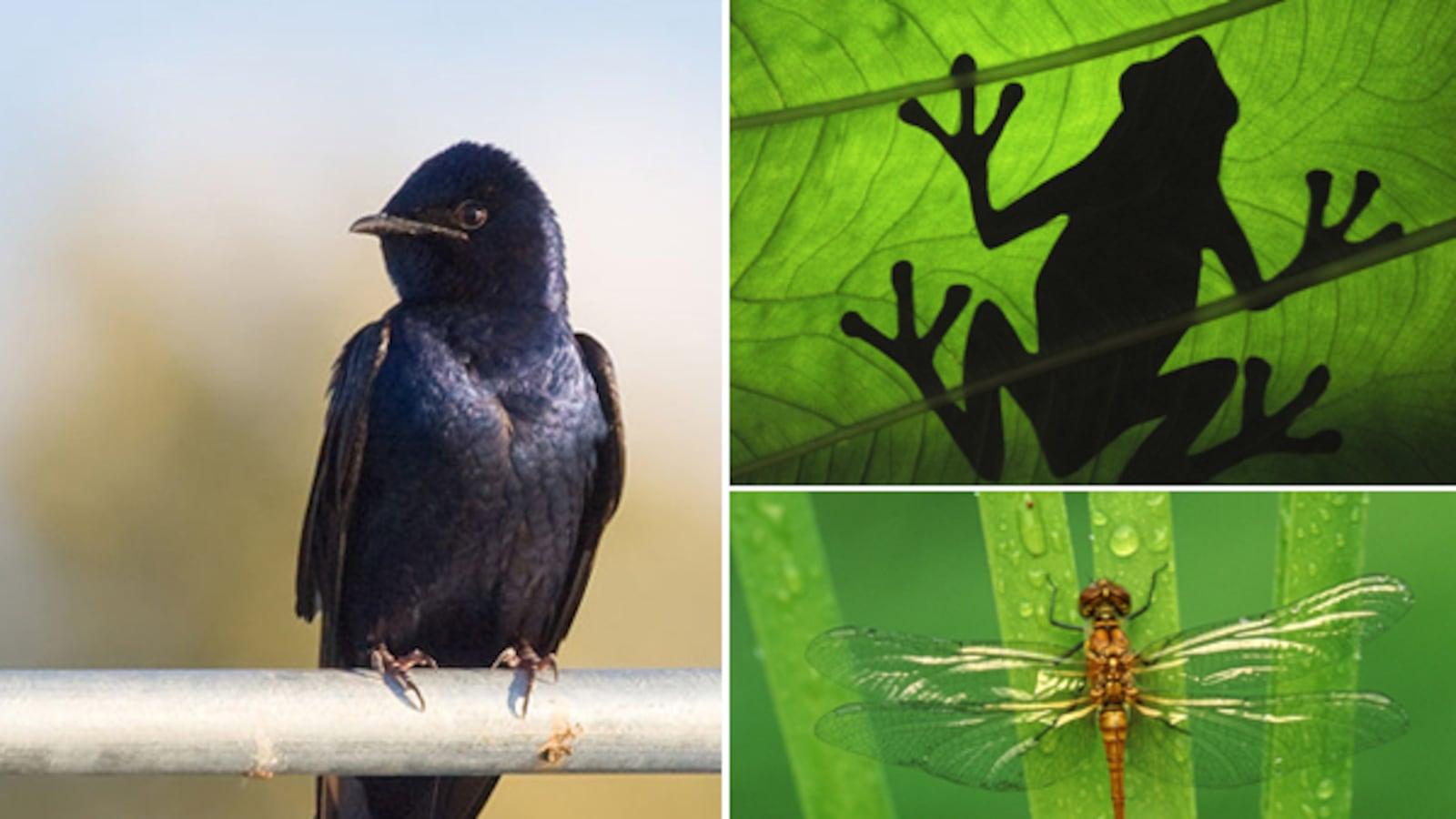 galleries/2012/08/19/mosquito-predators-from-dragonflies-to-purple-martins-photos/mosquito-killers-tease_visvrv