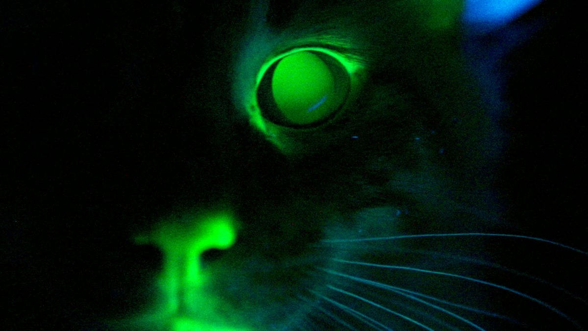 cheats/2011/09/12/cats-that-glow-in-the-dark/glowing-cat-cheat_bofcw0