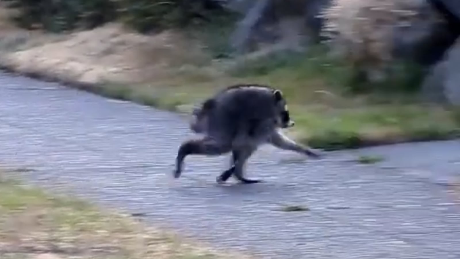 Jimothy the Raccoon