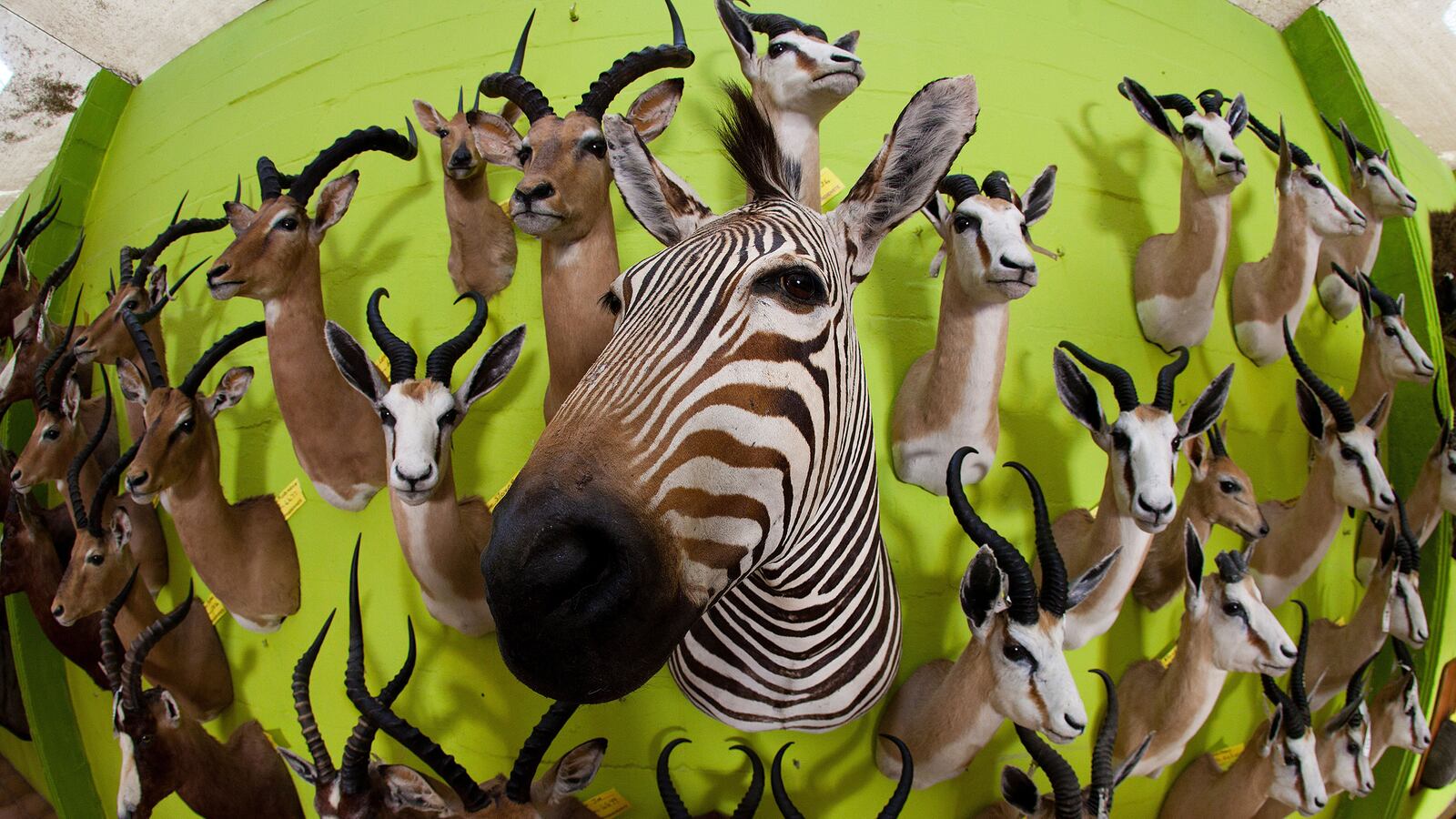 articles/2015/07/30/how-to-ship-yourself-a-dead-lion-head/150730-joiner-animal-heads-tease_ghxrwh