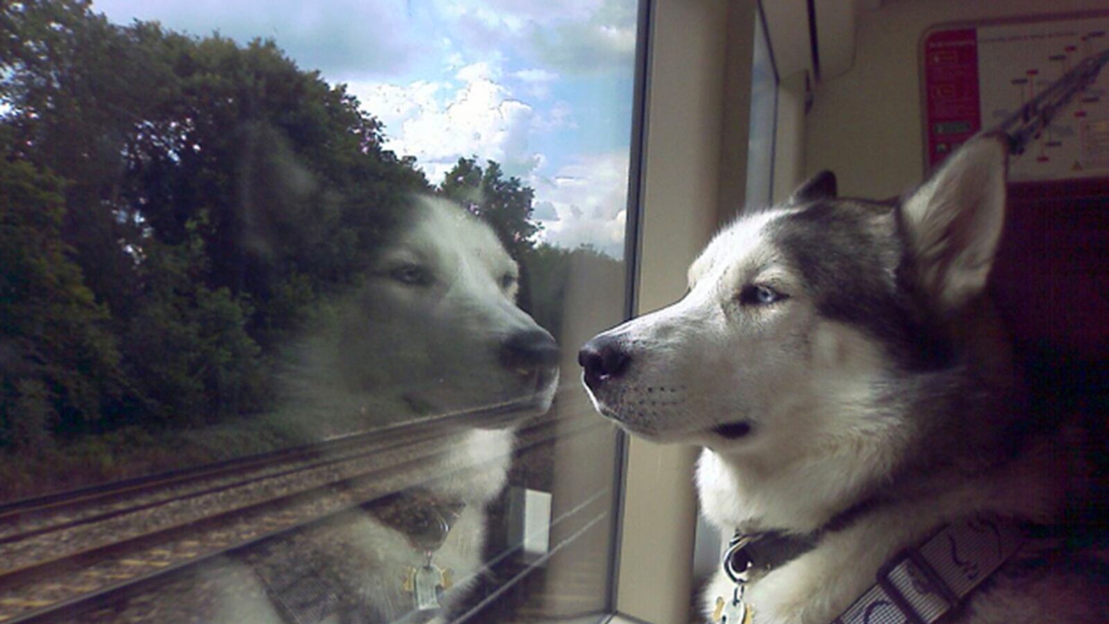 articles/2013/08/31/dog-owners-aren-t-booking-train-travel-yet/130829-dog-on-train-tease_ra6oa7