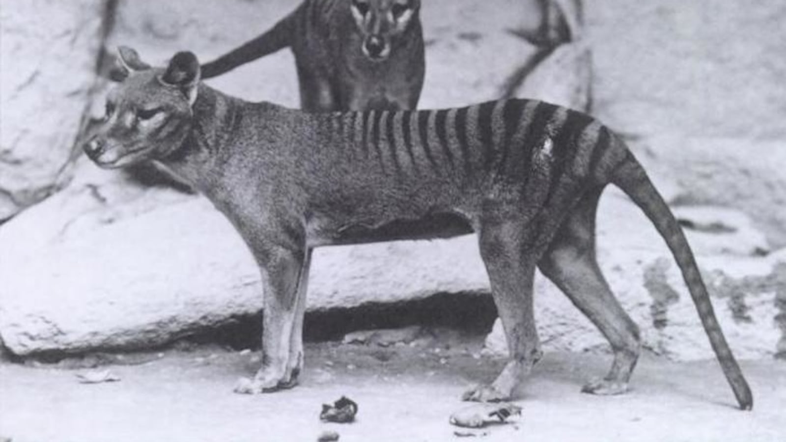 Tasmanian “Zebra Wolf” Thylacinus in Washington D.C. National Zoo.
