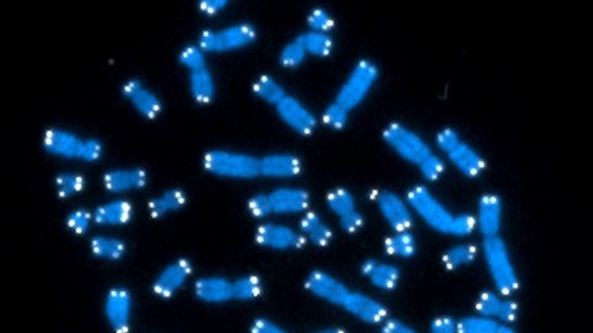 cheats/2012/09/05/massive-dna-study-seeks-insight/dna-encyclopedia-cheat_nrnk1q