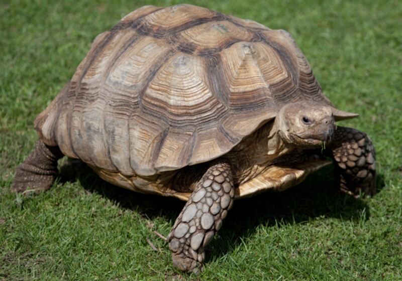 galleries/2010/11/09/which-pets-live-the-longest/pets---tortoise_g2v33k