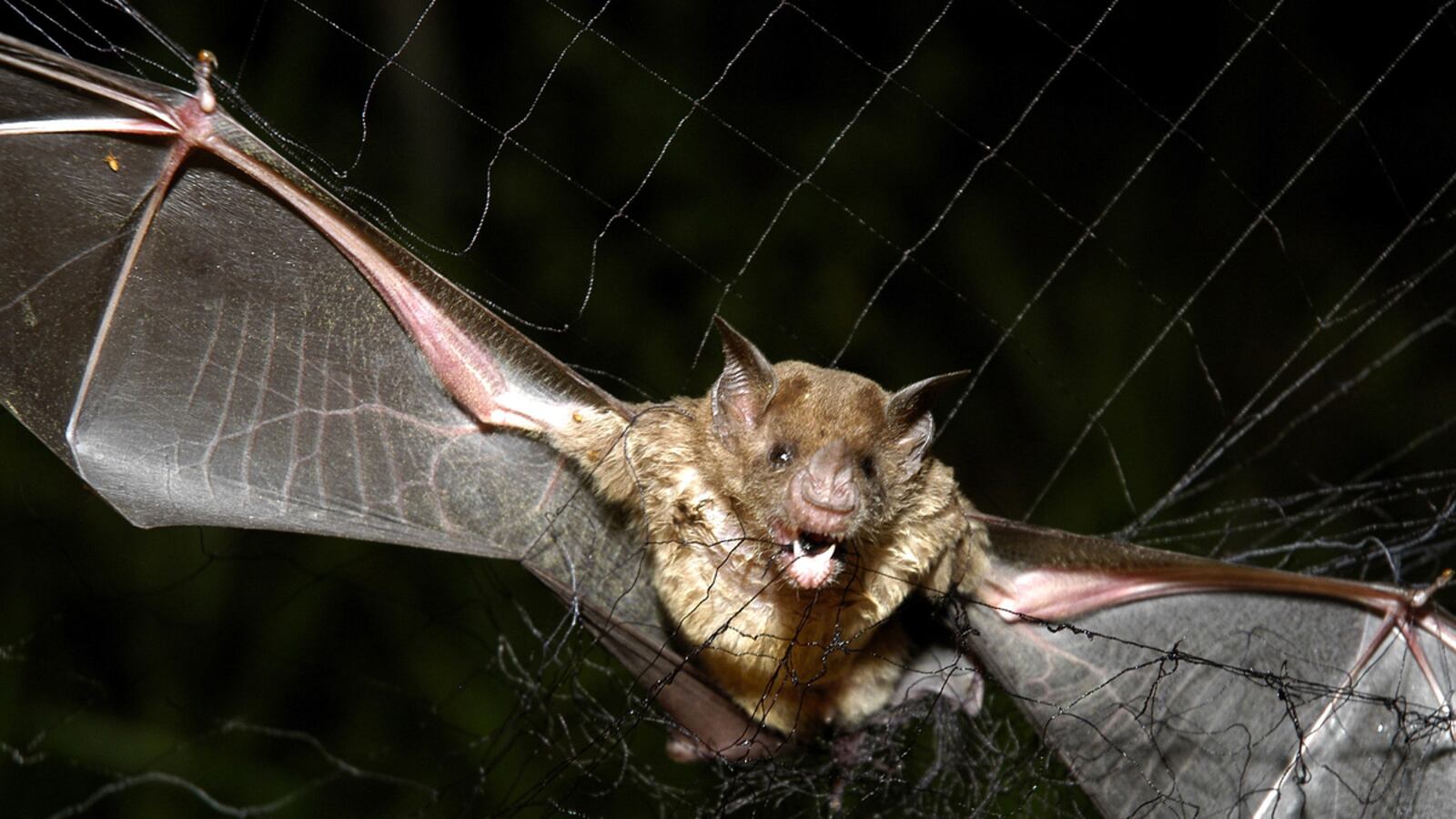 cheats/2011/08/12/vampire-bat-kills-louisiana-teen/vampire-bat-bite-cheat_amjpbn