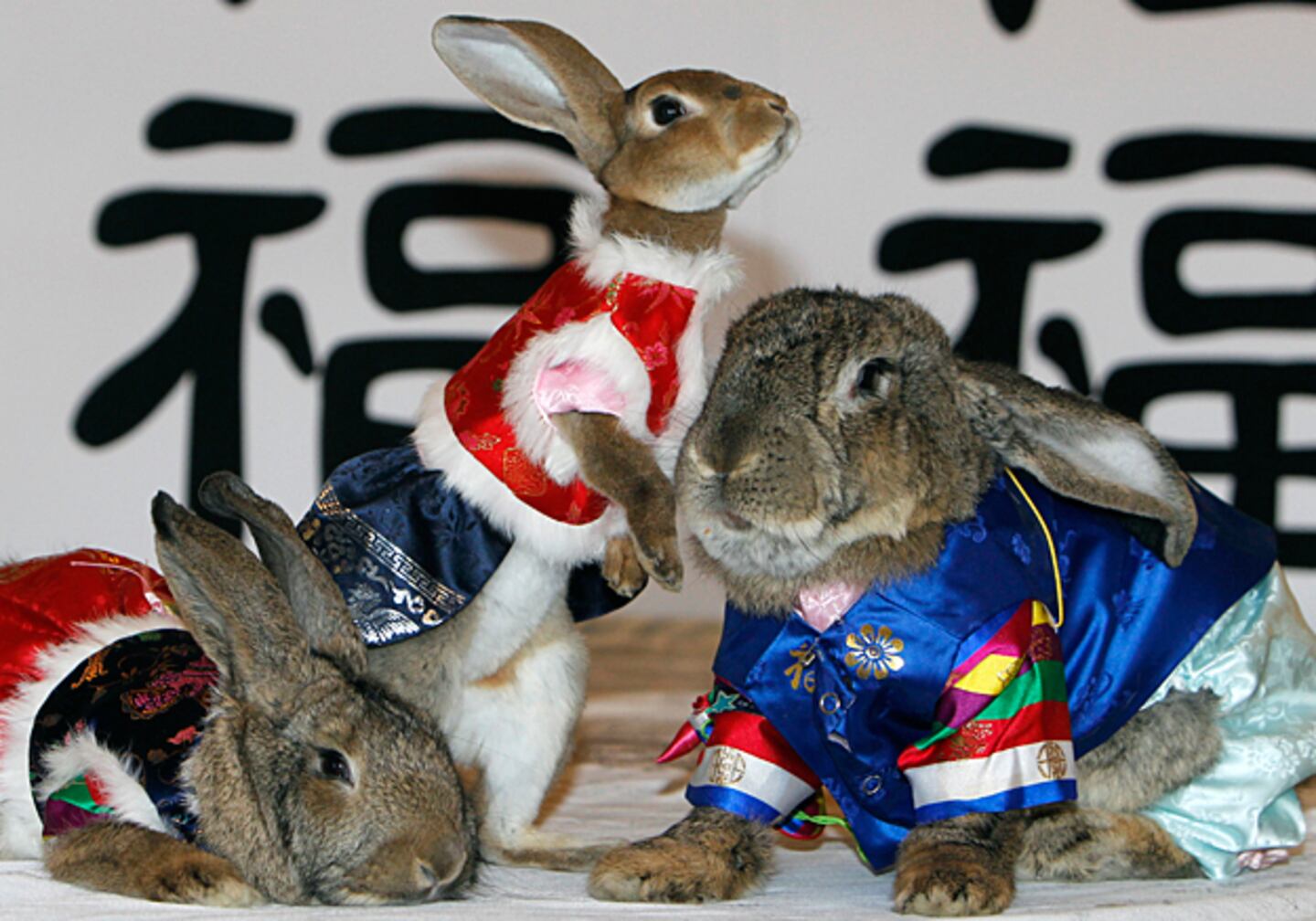 Rabbits in Costumes!