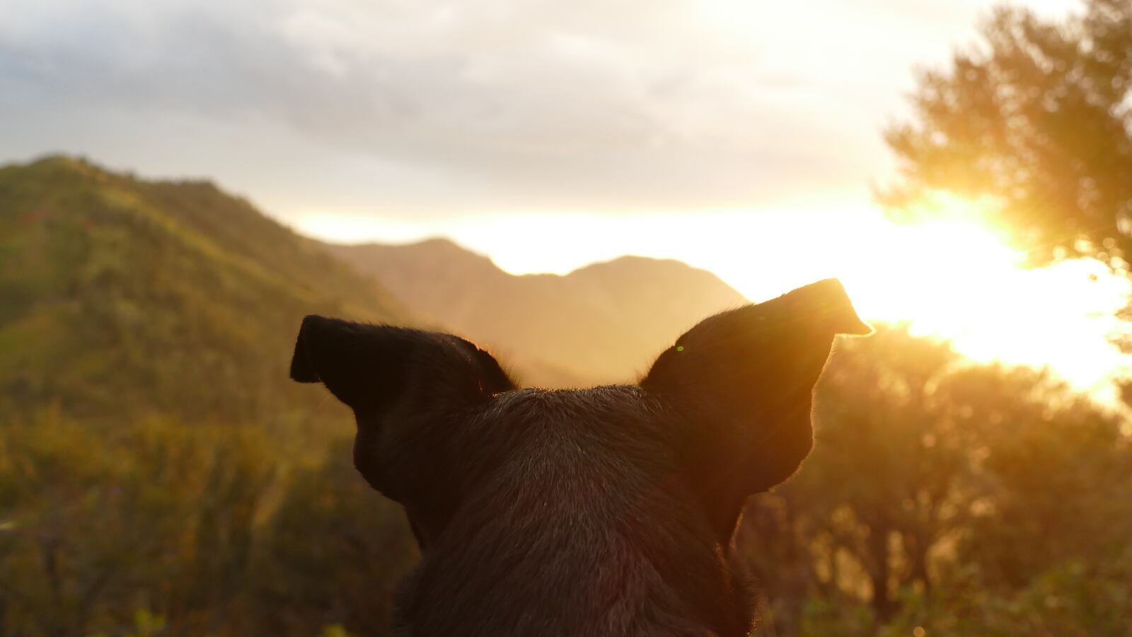 yuki-dog-401147-unsplash_xi1iuy