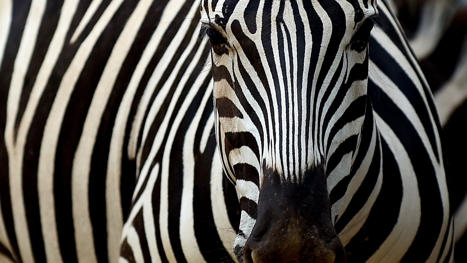 GettyImages-513460030_xbv0fs