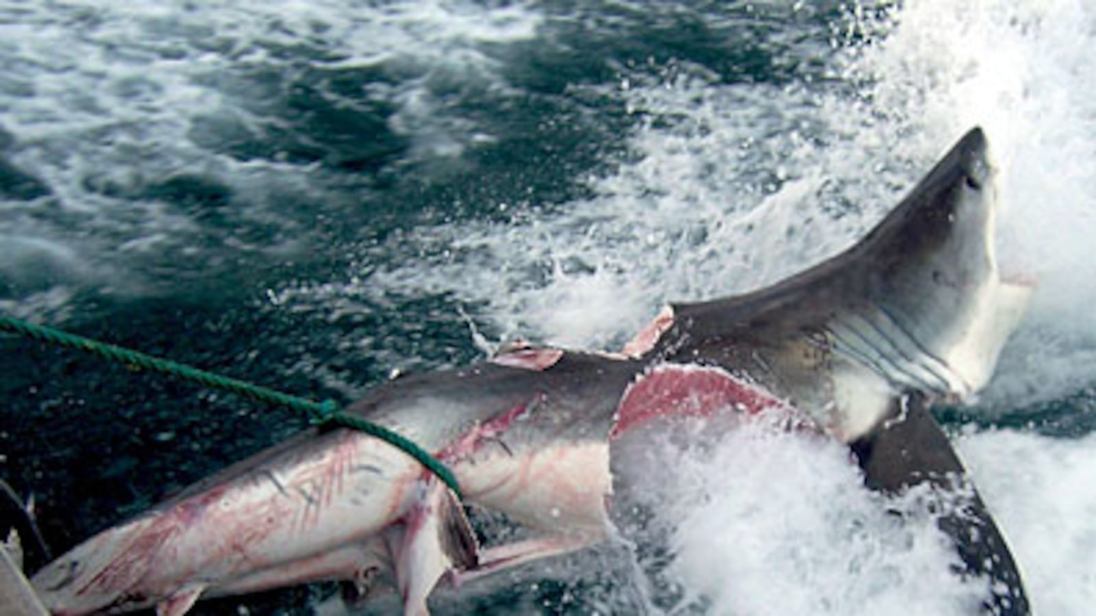 cheats/2009/10/27/monster-shark-attacks-great-white/shark-1_rskb1m