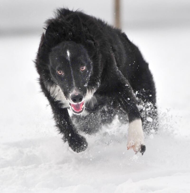 galleries/2010/10/29/dangerous-dogs/dangerous-dogs---aussie-shepherd_pm1jet