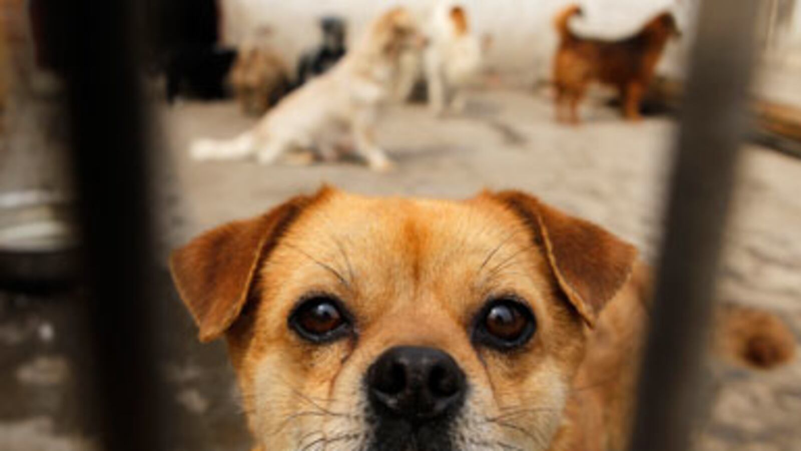 articles/2011/04/23/animal-rights-saving-chinese-dogs-from-the-cooking-pot/fish-chinese-dogs_175449_u5tcem