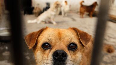 articles/2011/04/23/animal-rights-saving-chinese-dogs-from-the-cooking-pot/fish-chinese-dogs_175449_u5tcem