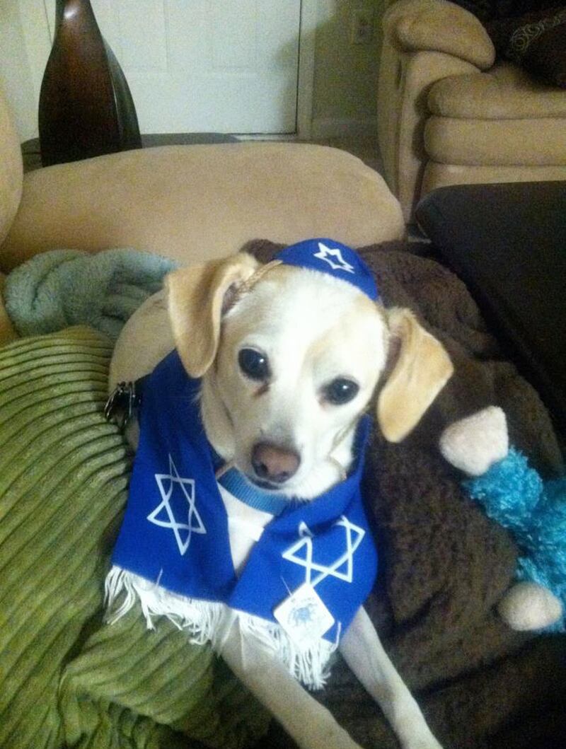 galleries/2012/12/25/santa-paws-dogs-get-dressed-in-the-holiday-spirit/austin-powers_mjvzza