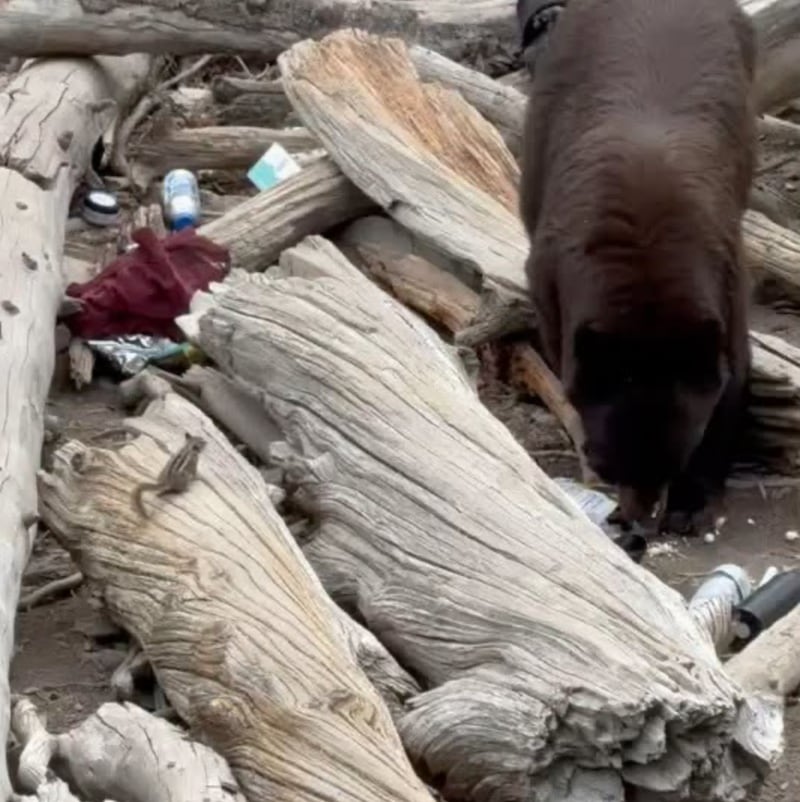 A black bear goes through items left behind by humans.
