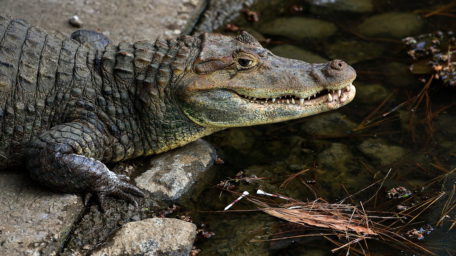 GettyImages-1368465891_nejuce