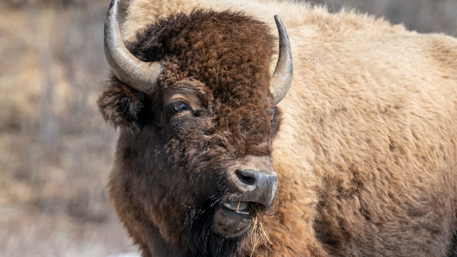 bison
