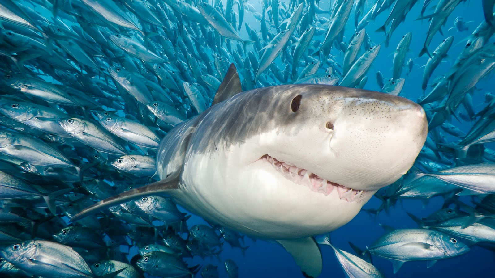 shark week discovery channel climate change global warming