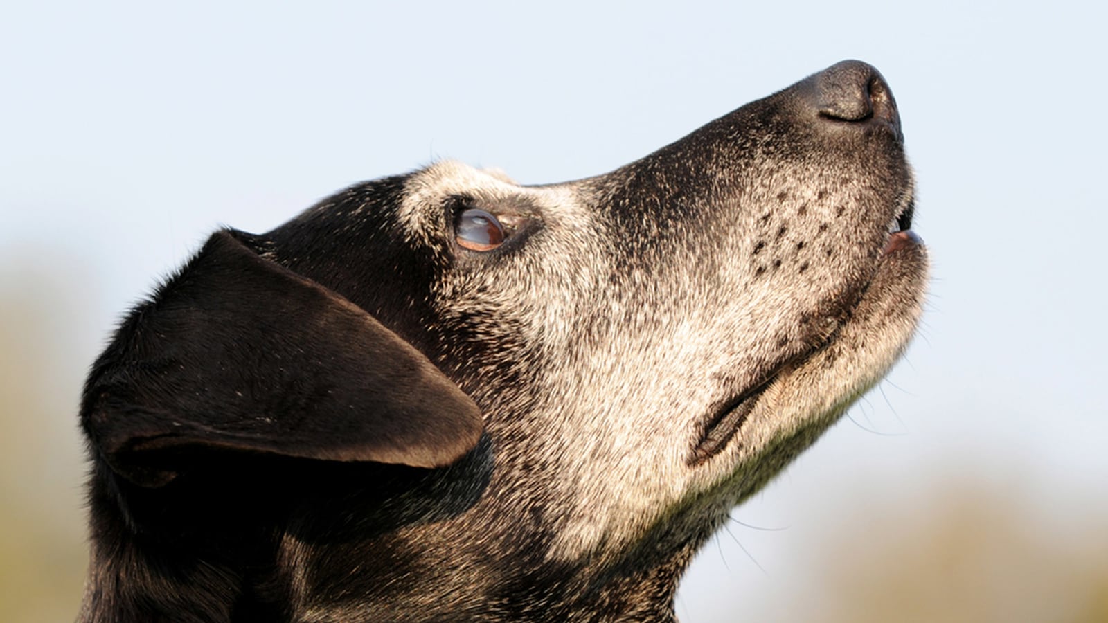 articles/2016/01/30/the-dog-cancer-and-me-better-than-yesterday/160129-dexter-dog-tease_hh8i1o