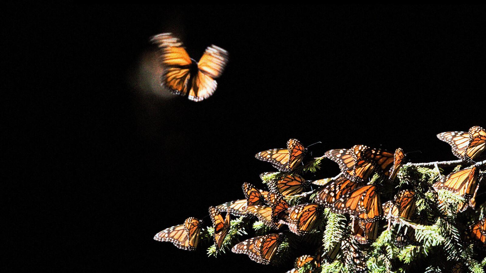 230513-equity-extinction-monarchs-hero_lgjv5l