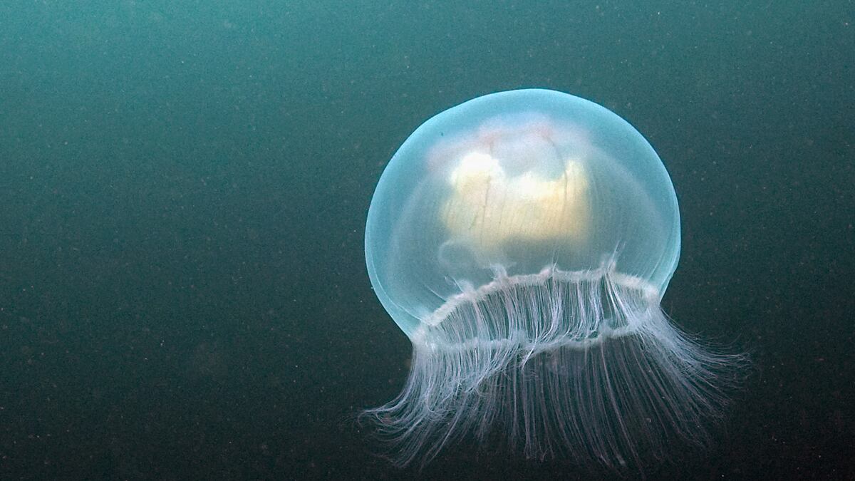 cheats/2011/06/29/jellyfish-shut-down-nuclear-plant/jellyfish-scotland-nuclear-plant-cheat_mmyp0z