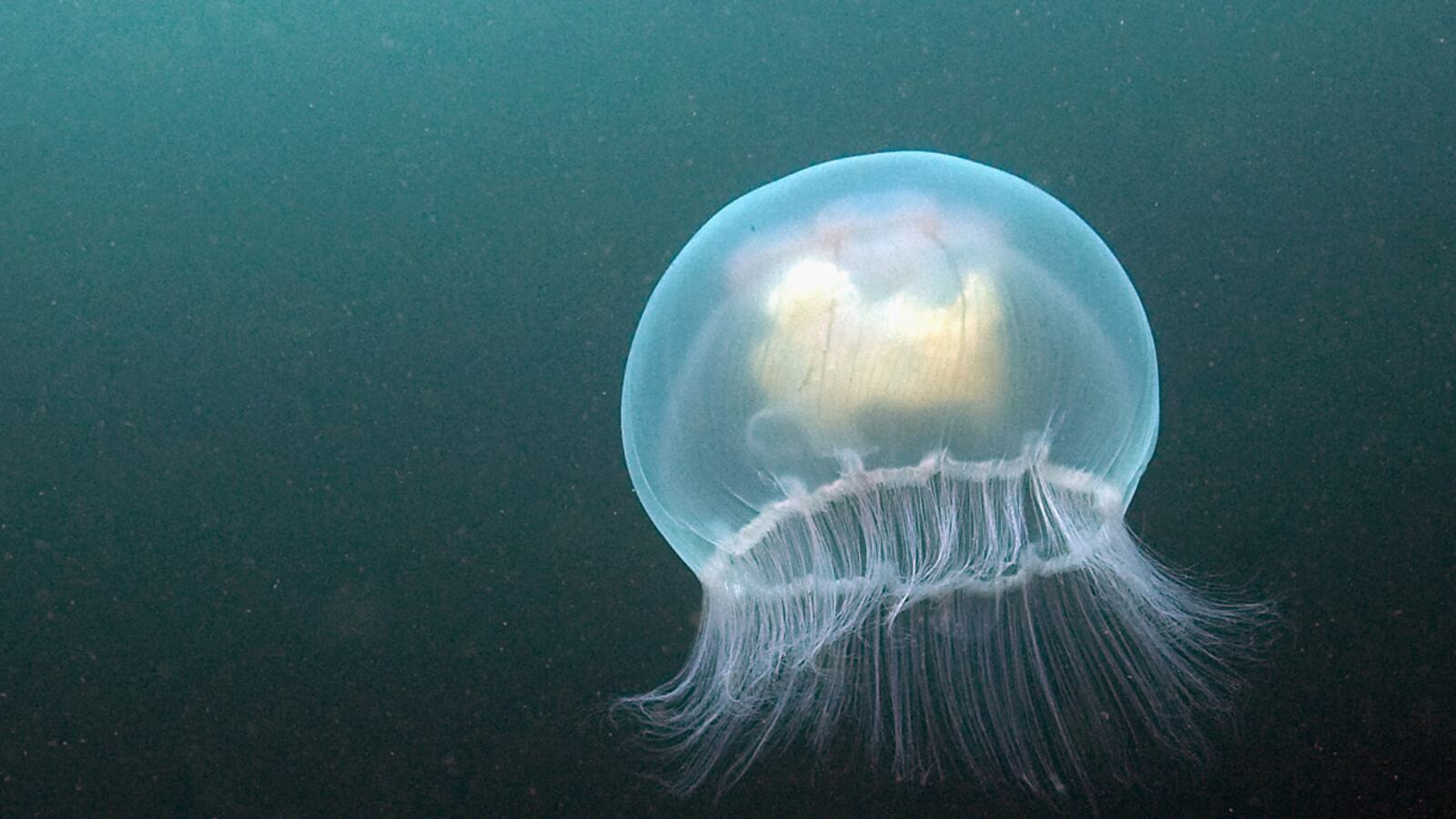 cheats/2011/06/29/jellyfish-shut-down-nuclear-plant/jellyfish-scotland-nuclear-plant-cheat_mmyp0z