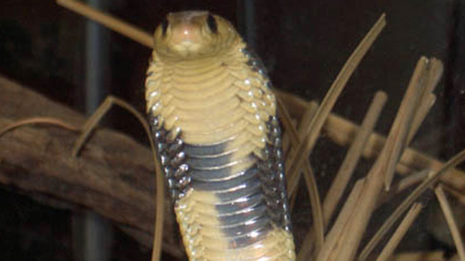 galleries/2011/03/29/animals-on-the-loose/animals-on-the-loose---egyptian-cobra_rcsol9
