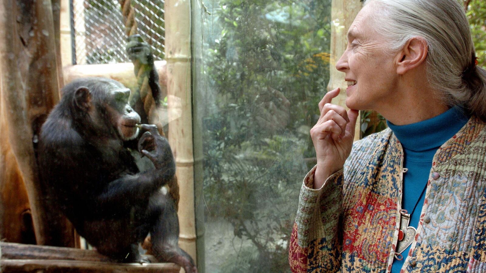 200417-fallon-Jane-Goodall-tease_ksifz7