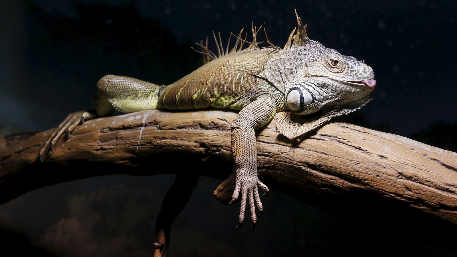 2015-07-11T000000Z_48853516_GF10000155951_RTRMADP_3_RUSSIA-ANIMALS_xadeta