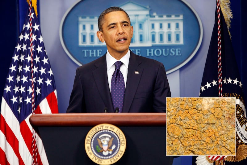 galleries/2012/01/05/hasselhoff-crab-and-10-more-species-named-after-celebrities-photos/species-named-after-celebs-obama_fpjmzu