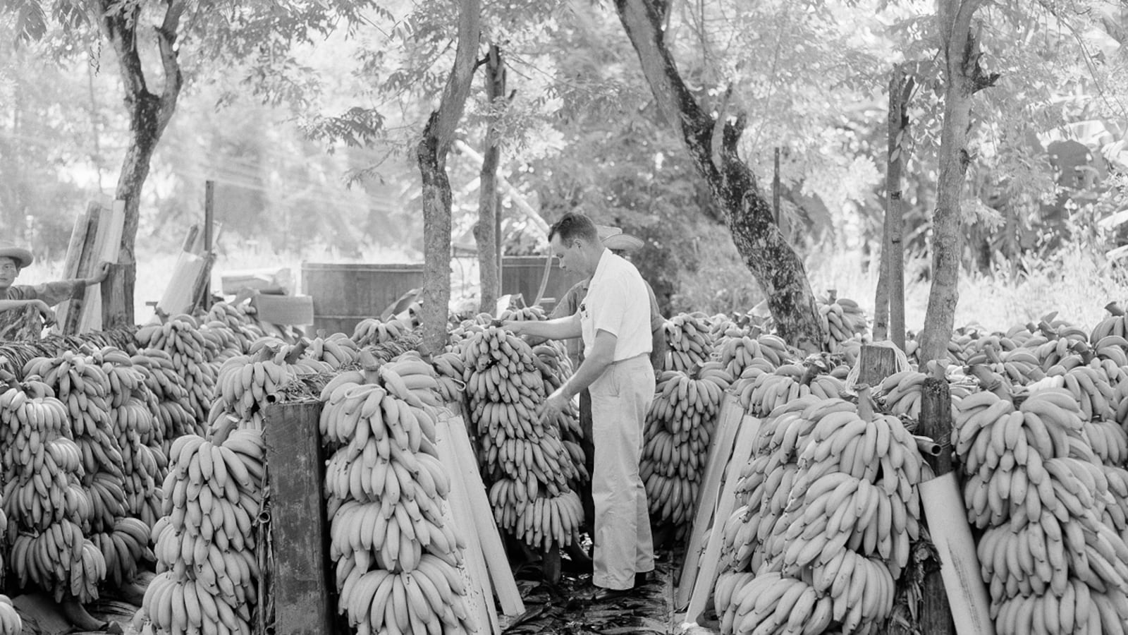 articles/2012/06/07/how-gabriel-garcia-marquez-brought-down-samuel-zemurray-the-banana-king/banana-king-cohen-tease_zeuuja