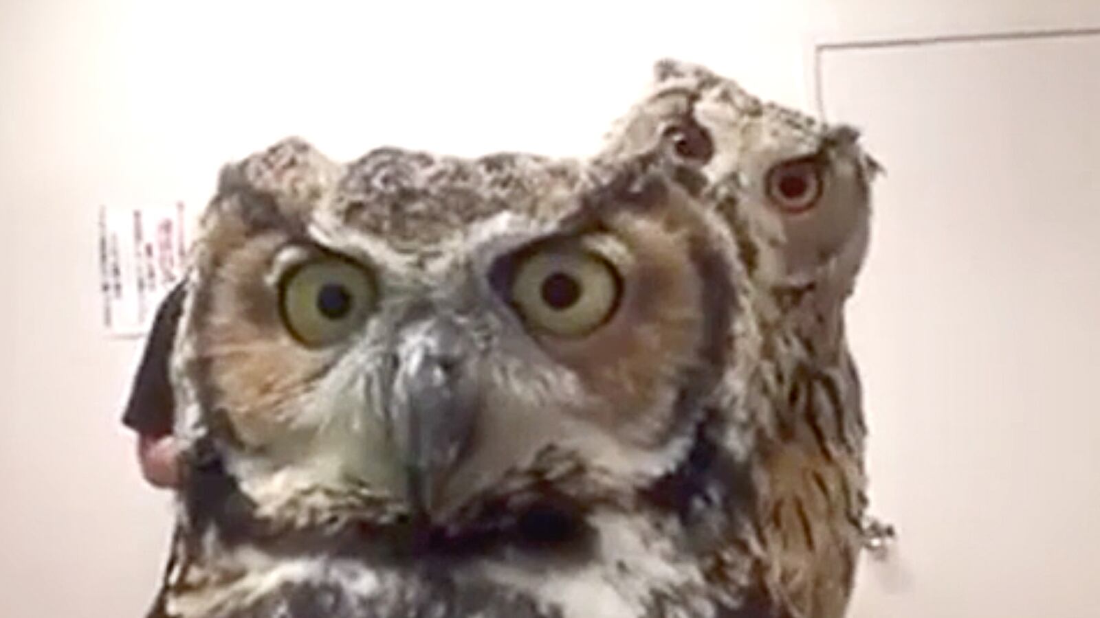 articles/2015/11/04/owls-see-selves-for-first-time-cuteness-ensues/20151104-owls-joiner_ef1miv