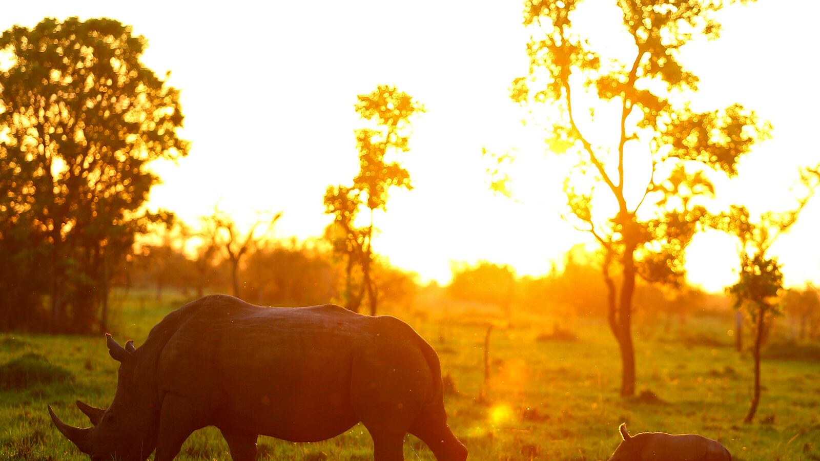 cheats/2014/11/20/poachers-kill-record-number-of-rhinos/141120-rhinos-cheat_vyfwkp