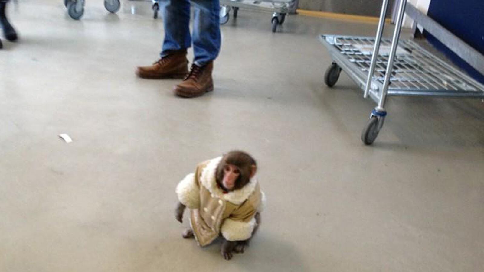 cheats/2012/12/11/ikea-monkey-joins-sanctuary/ikea-monkey-cheat_czjaol