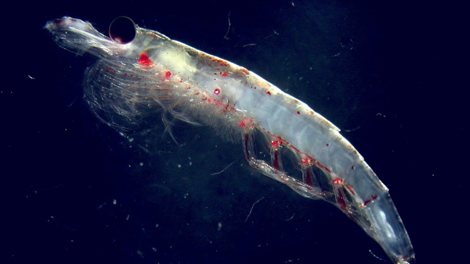 articles/2011/12/16/can-krill-end-world-hunger/krill-rufus_vm9bcr