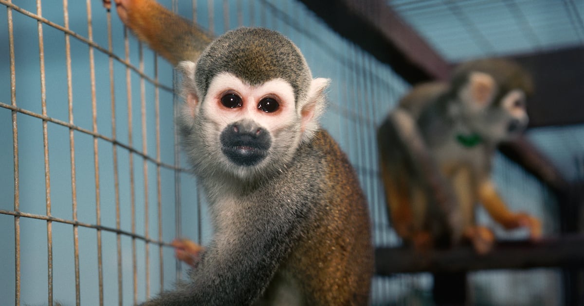 Polizei warnt Öffentlichkeit, nachdem 40 Affen aus Forschungslabor ...