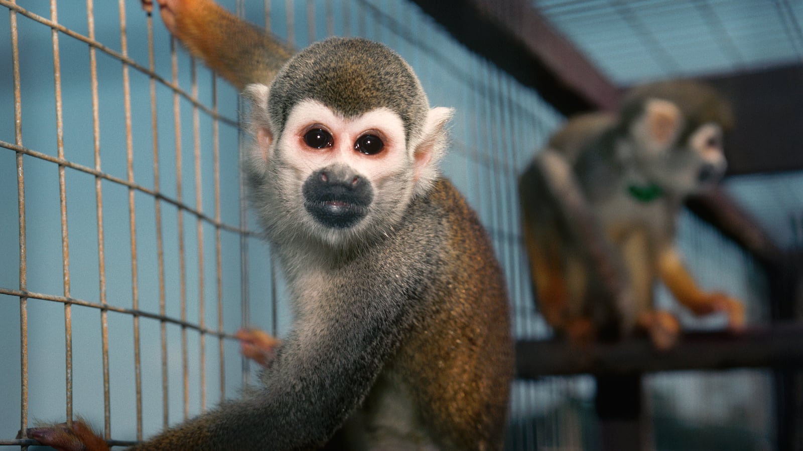 Monkeys in a research lab.