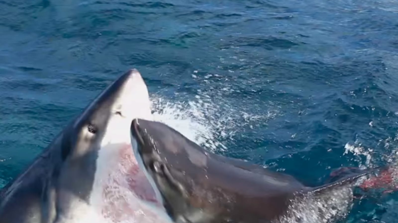 articles/2014/10/04/shark-deathmatch-crazy-simpsons-couch-gag-and-more-viral-videos/141003-wivv-tease_sxvyca