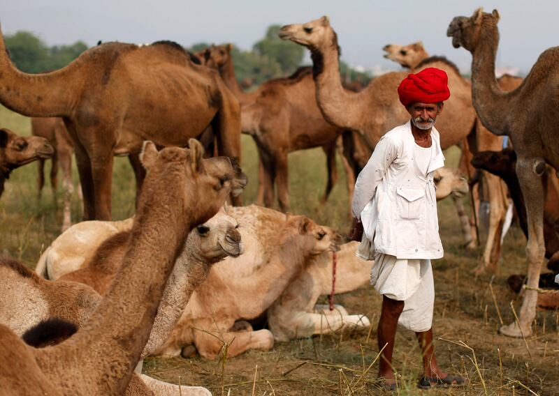 galleries/2013/12/26/the-best-beasts-of-2013-photos/beast-beast-camels_jwl7iy