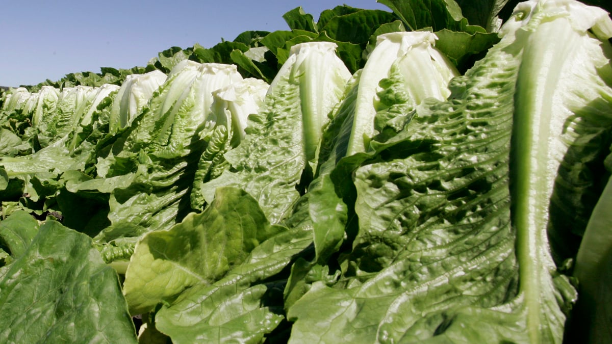 cheats/2011/10/01/lettuce-recalled-over-listeria-concerns/listeria-romaine-lettuce-cheat_u8bb3e