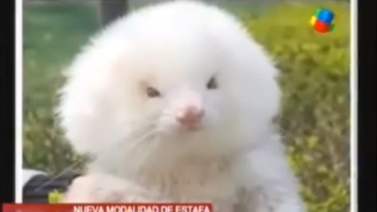 cheats/2013/04/08/ferrets-on-steroids-sold-as-poodles/130408-poodles-ferrets-cheat_ucpksm