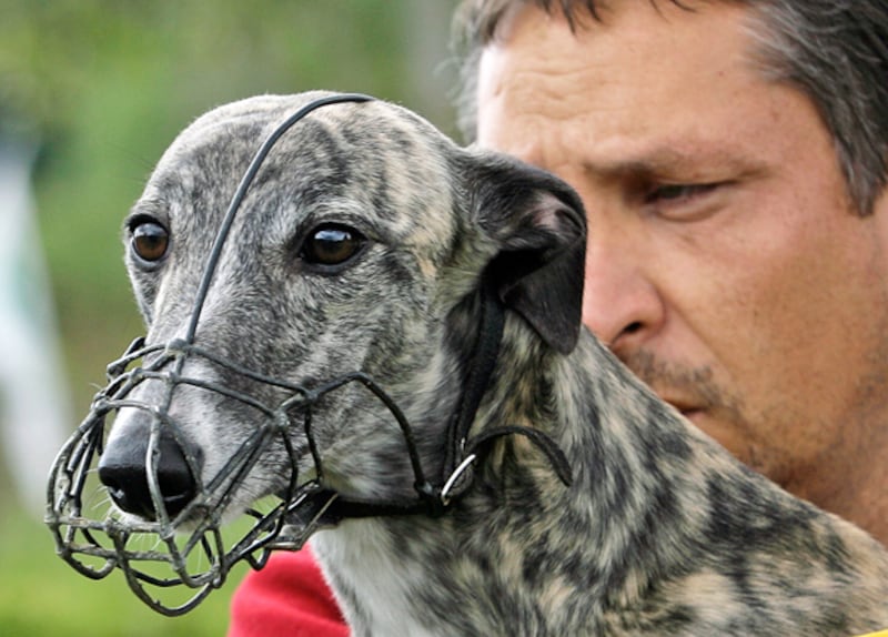 galleries/2010/10/29/dangerous-dogs/dangerous-dogs---greyhound_li87tv