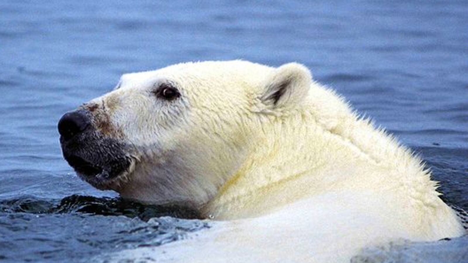 articles/2013/02/11/polar-bears-are-in-trouble/polar-bears-are-in-trouble-image_zzlppz