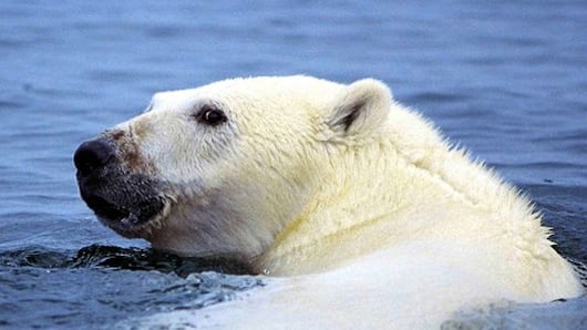articles/2013/02/11/polar-bears-are-in-trouble/polar-bears-are-in-trouble-image_zzlppz
