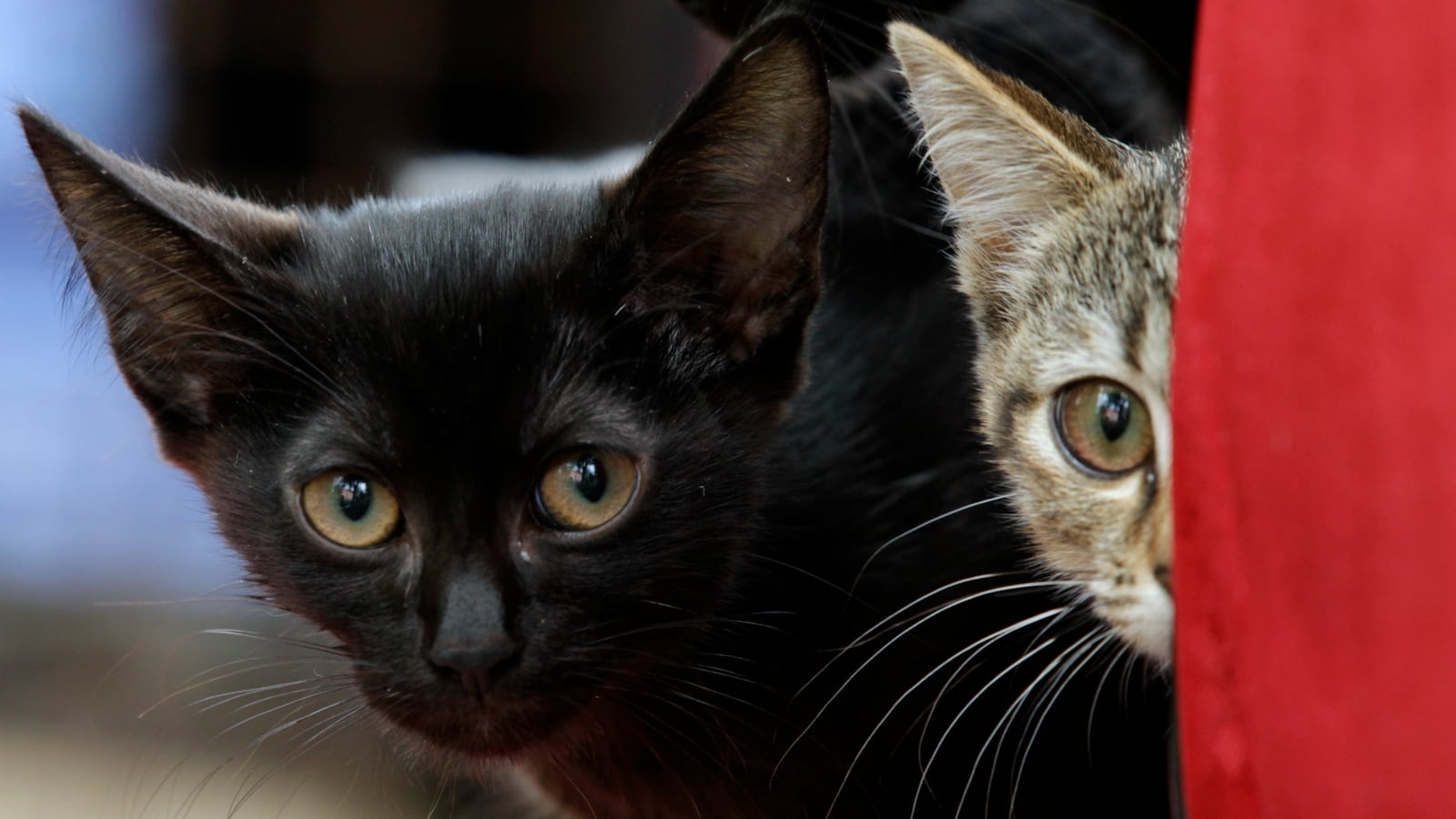 REUTERSVasily_Fedosenko_oxyhrh