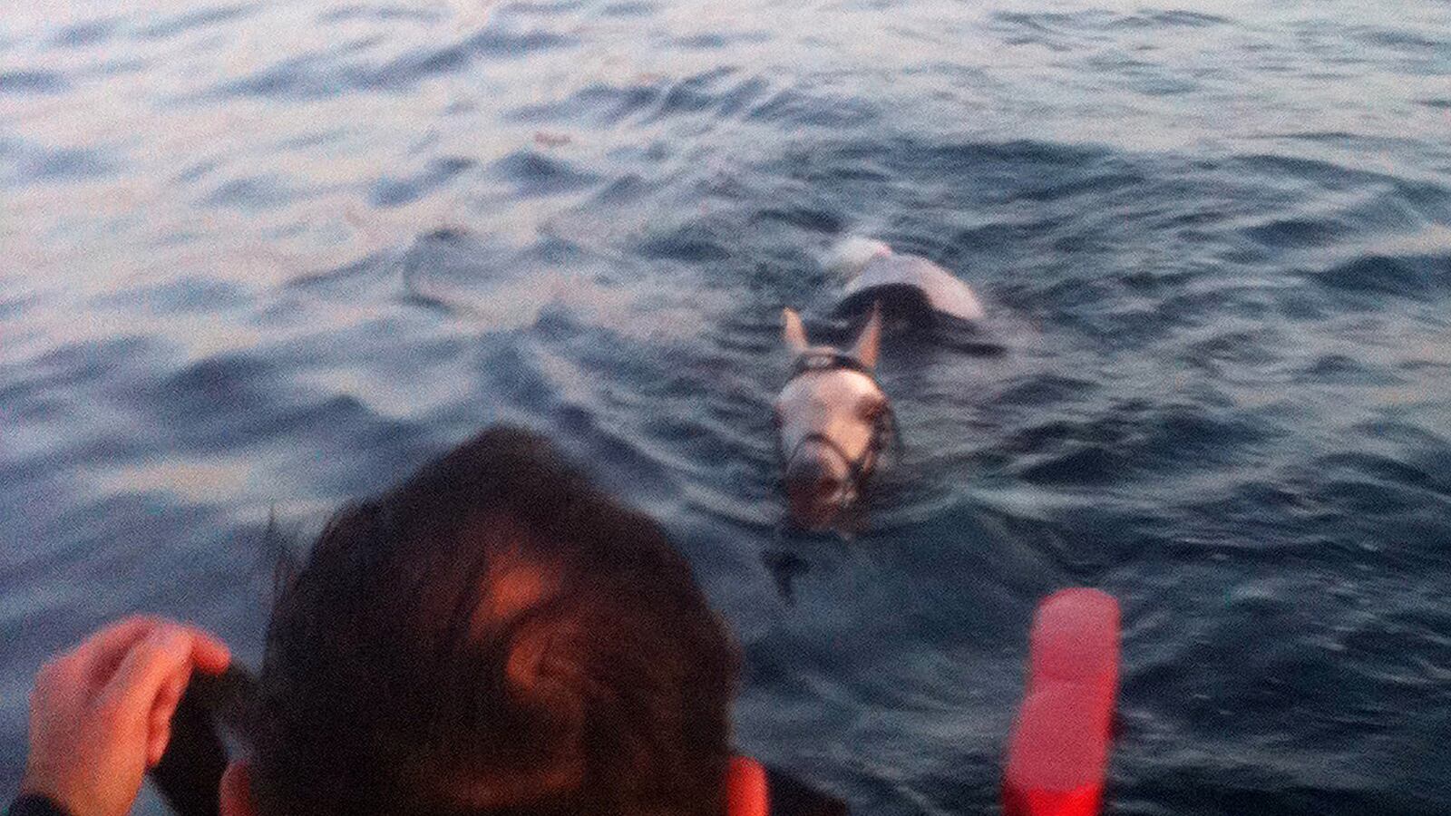 cheats/2012/05/17/horse-swims-2-miles/horse-sea-rescue-cheat_pfcjd1