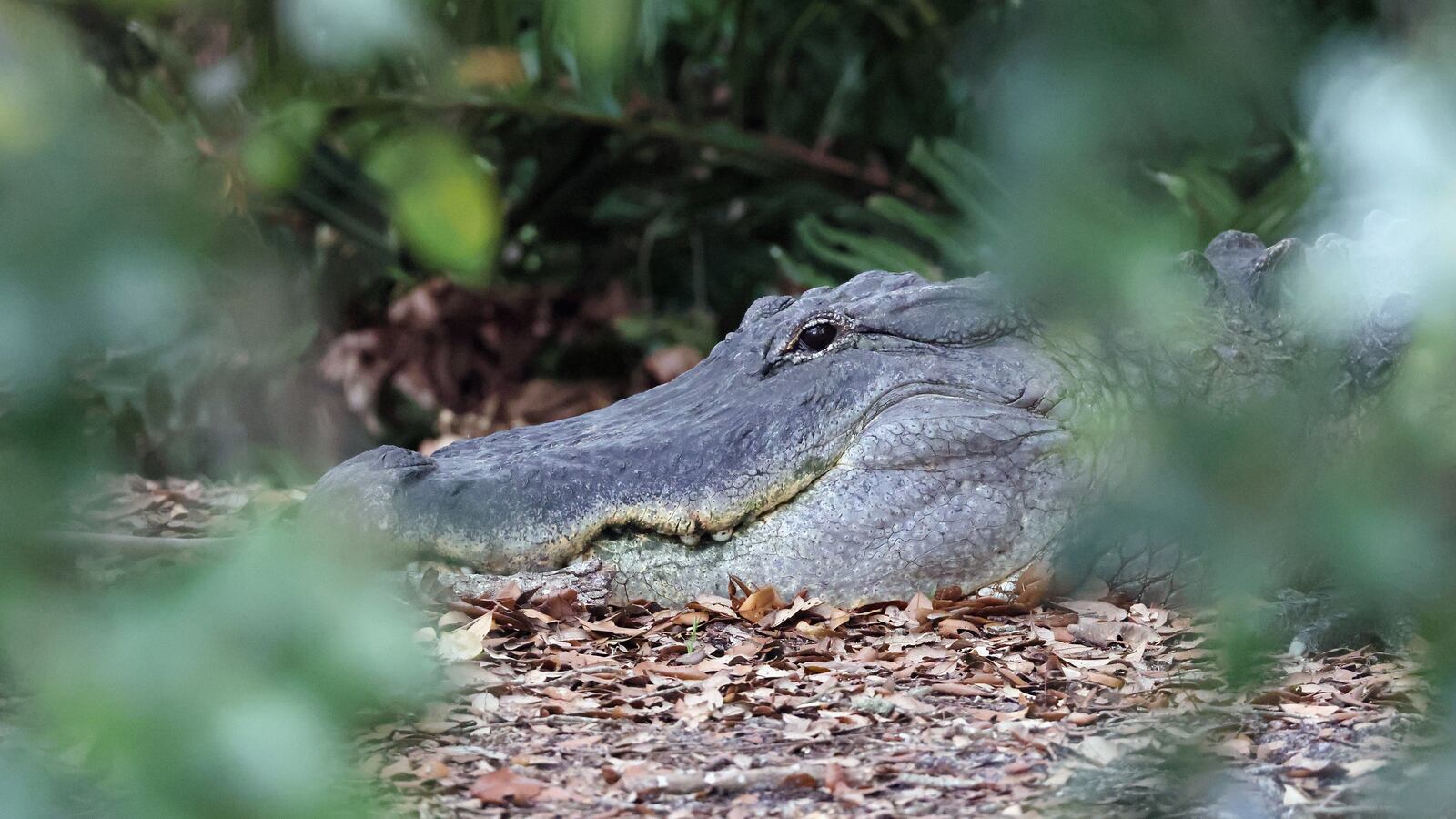 Florida alligator