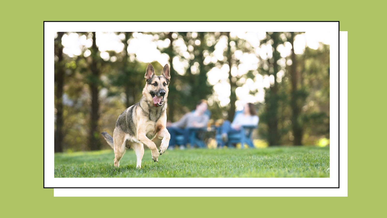 Dog running with Stay and Play collar